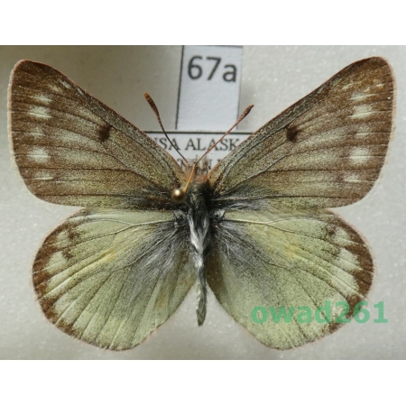 Colias nastes aliaska O. Bang-Haas, 1927 USA67a
